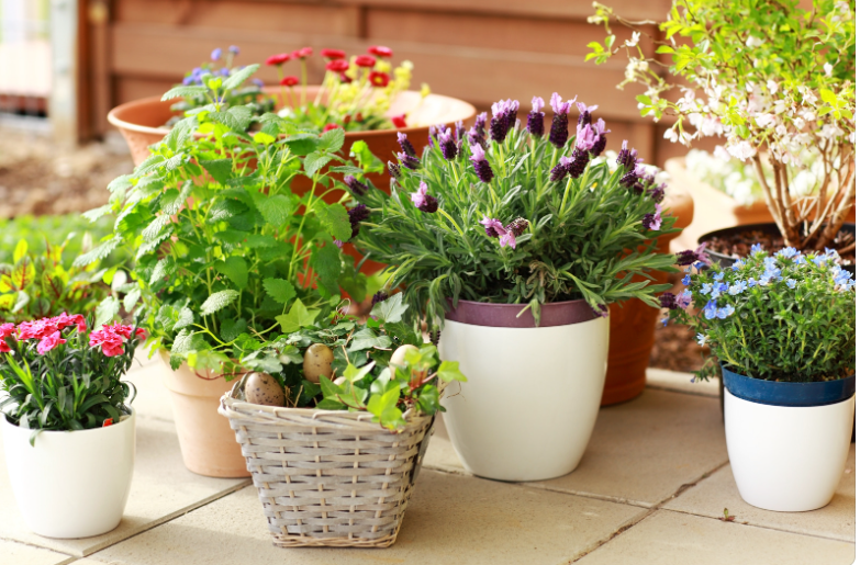 виды горшков для орхидей виды горшков для орхидей